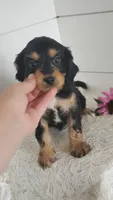 Tootsie , a male Cavapoo for sale in Penn Yan, NY – 5 of 5
