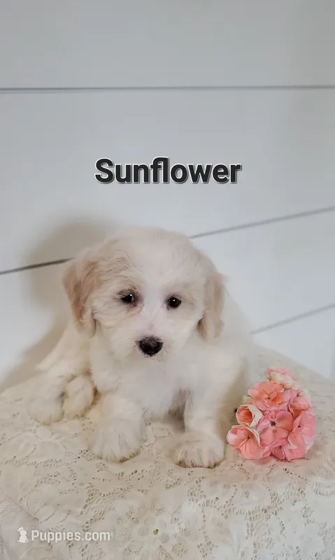 Sunflower  – Coton de Tulear, Poodle - Miniature  puppy for sale in Penn Yan, NY