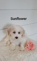 Sunflower , a female Coton de Tulear and Poodle - Miniature  for sale in Penn Yan, NY – 1 of 2