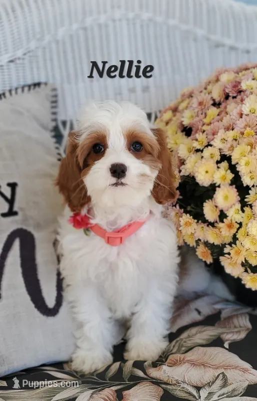 Nellie – Cavapoo puppy for sale in Penn Yan, NY