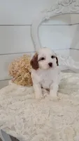 Millie, a female Cavapoo and Poodle - Miniature  for sale in Penn Yan, NY – 3 of 3
