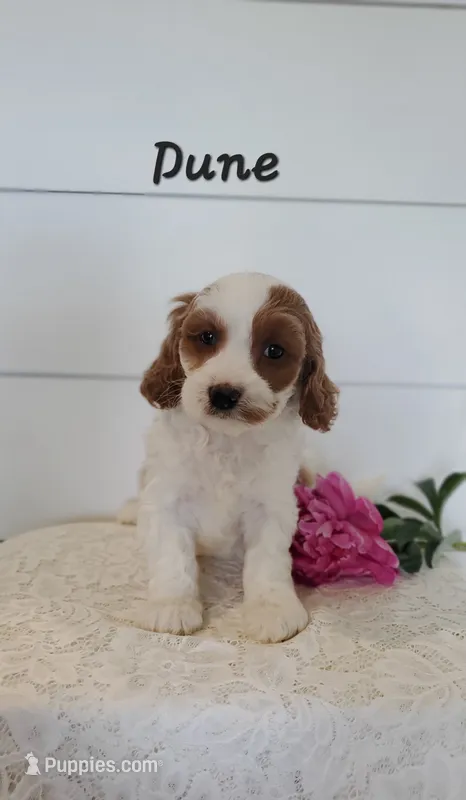 Dune – Cavapoo puppy for sale in Penn Yan, NY