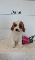 Dune, a male Cavapoo for sale in Penn Yan, NY – 1 of 2