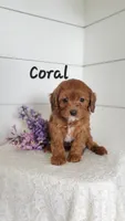 Coral, a female Cavapoo and Poodle - Miniature  for sale in Penn Yan, NY – 1 of 2