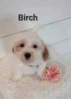 Birch, a male Coton de Tulear and Poodle - Miniature  for sale in Penn Yan, NY – 2 of 3