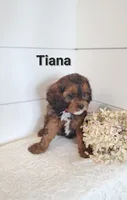 Tiana, a female Cavapoo for sale in Penn Yan, NY – 2 of 3
