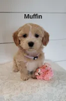 Muffin, a female Coton de Tulear and Poodle - Miniature  for sale in Penn Yan, NY – 1 of 3