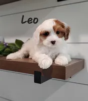 Leo, a male Cavapoo and Poodle - Miniature  for sale in Penn Yan, NY – 3 of 3