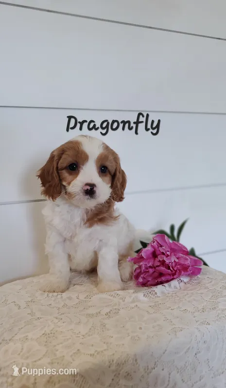 Dragonfly  – Cavapoo puppy for sale in Penn Yan, NY