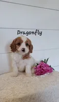 Dragonfly , a male Cavapoo for sale in Penn Yan, NY – 1 of 2