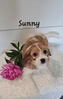 Sunny, a male Cavapoo for sale in Penn Yan, NY – 2 of 2