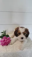 Firefly , a male Cavapoo for sale in Penn Yan, NY – 2 of 3
