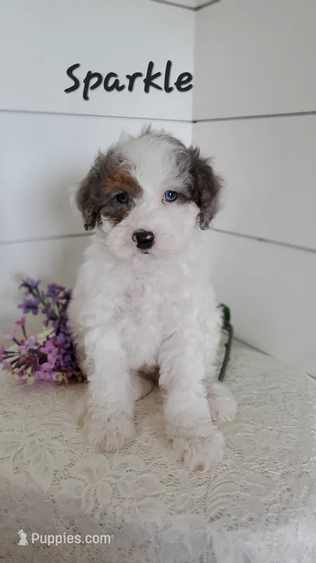 Sparkle  – Cavapoo, Poodle - Miniature  puppy for sale in Penn Yan, NY