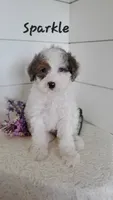 Sparkle , a male Cavapoo and Poodle - Miniature  for sale in Penn Yan, NY – 1 of 3