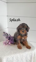 Splash, a male Cavapoo and Poodle - Miniature  for sale in Penn Yan, NY – 1 of 3