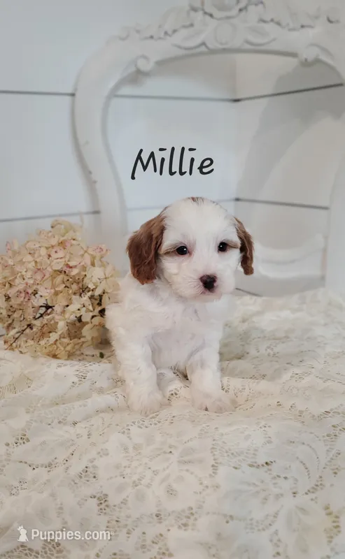 Millie – Cavapoo, Poodle - Miniature  puppy for sale in Penn Yan, NY