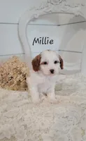 Millie, a female Cavapoo and Poodle - Miniature  for sale in Penn Yan, NY – 1 of 3