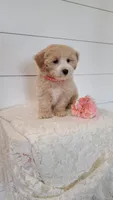 Apple, a female Coton de Tulear and Poodle - Miniature  for sale in Penn Yan, NY – 3 of 3