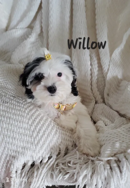 Willow – Cavapoo, Poodle - Miniature  puppy for sale in Penn Yan, NY