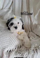 Willow, a female Cavapoo and Poodle - Miniature  for sale in Penn Yan, NY – 1 of 3