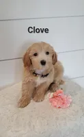 Clove, a male Coton de Tulear and Poodle - Miniature  for sale in Penn Yan, NY – 2 of 3