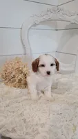 Millie, a female Cavapoo and Poodle - Miniature  for sale in Penn Yan, NY – 2 of 3