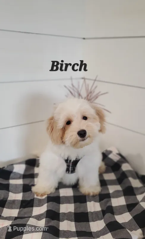 Birch – Coton de Tulear, Poodle - Miniature  puppy for sale in Penn Yan, NY
