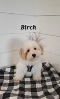 Birch, a male Coton de Tulear and Poodle - Miniature  for sale in Penn Yan, NY – 1 of 4