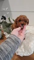 Tiny, a male Cavapoo and Poodle - Miniature  for sale in Penn Yan, NY – Photo 4 of 4