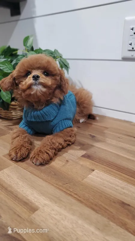 Tiny – Cavapoo, Poodle - Miniature  puppy for sale in Penn Yan, NY