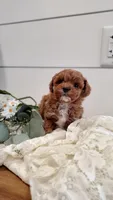 Tiny, a male Cavapoo and Poodle - Miniature  for sale in Penn Yan, NY – Photo 3 of 4
