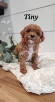 Tiny, a male Cavapoo and Poodle - Miniature  for sale in Penn Yan, NY – Photo 1 of 4