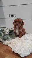 Tiny, a male Cavapoo and Poodle - Miniature  for sale in Penn Yan, NY – Photo 2 of 4