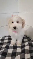 Sunflower , a female Coton de Tulear and Poodle - Miniature  for sale in Penn Yan, NY – 3 of 4