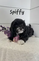 Spiffy, a male Cavapoo for sale in Penn Yan, NY – 2 of 3