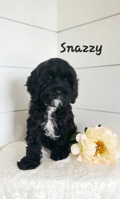 Snazzy – Cavapoo puppy for sale in Penn Yan, NY