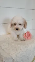 Birch, a male Coton de Tulear and Poodle - Miniature  for sale in Penn Yan, NY – 3 of 3
