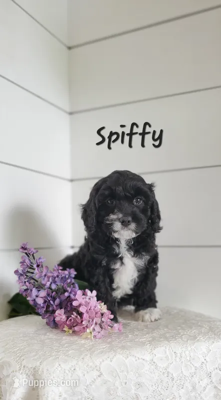 Spiffy – Cavapoo puppy for sale in Penn Yan, NY