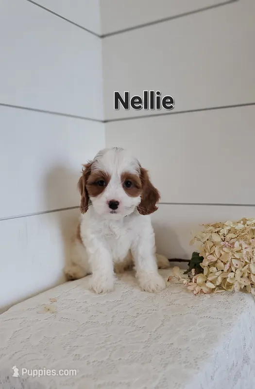 Nellie – Cavapoo puppy for sale in Penn Yan, NY