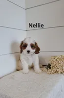Nellie, a female Cavapoo for sale in Penn Yan, NY – 1 of 3