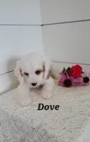 Dove, a male Cavapoo for sale in Penn Yan, NY – 2 of 3