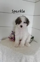 Sparkle , a male Cavapoo and Poodle - Miniature  for sale in Penn Yan, NY – 2 of 3