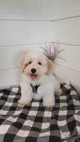 Birch, a male Coton de Tulear and Poodle - Miniature  for sale in Penn Yan, NY – 4 of 4