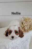 Nellie, a female Cavapoo for sale in Penn Yan, NY – 3 of 3