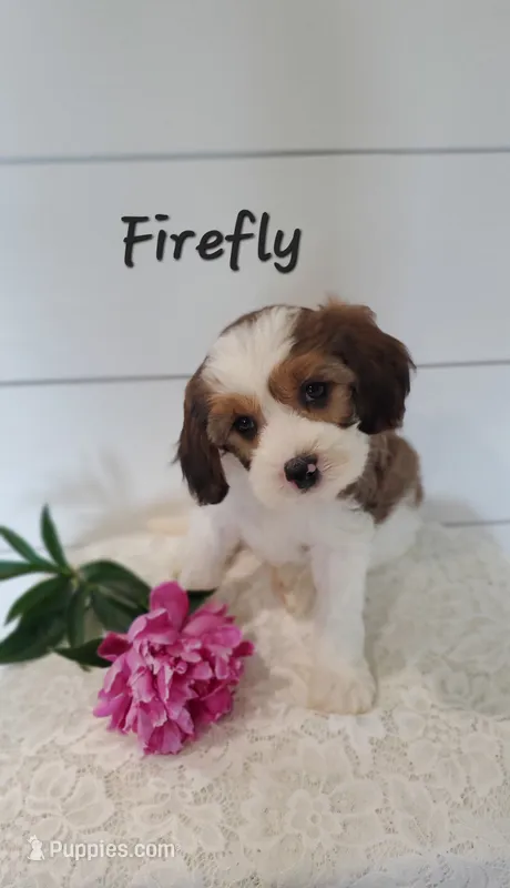 Firefly  – Cavapoo puppy for sale in Penn Yan, NY