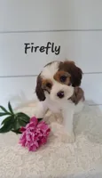 Firefly , a male Cavapoo for sale in Penn Yan, NY – 1 of 3