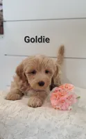 Goldie, a female Coton de Tulear and Poodle - Miniature  for sale in Penn Yan, NY – 2 of 2