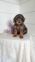 Splash, a male Cavapoo and Poodle - Miniature  for sale in Penn Yan, NY – 3 of 3