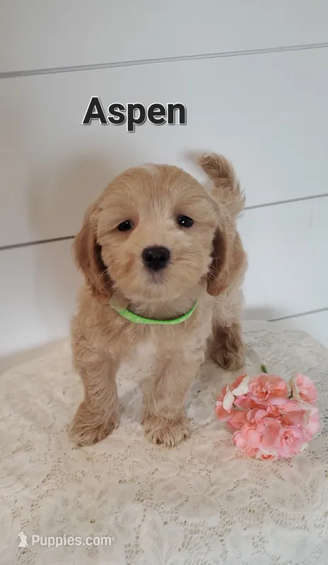 Aspen – Coton de Tulear, Poodle - Miniature  puppy for sale in Penn Yan, NY
