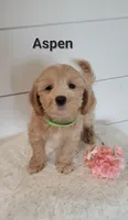 Aspen, a male Coton de Tulear and Poodle - Miniature  for sale in Penn Yan, NY – 1 of 3